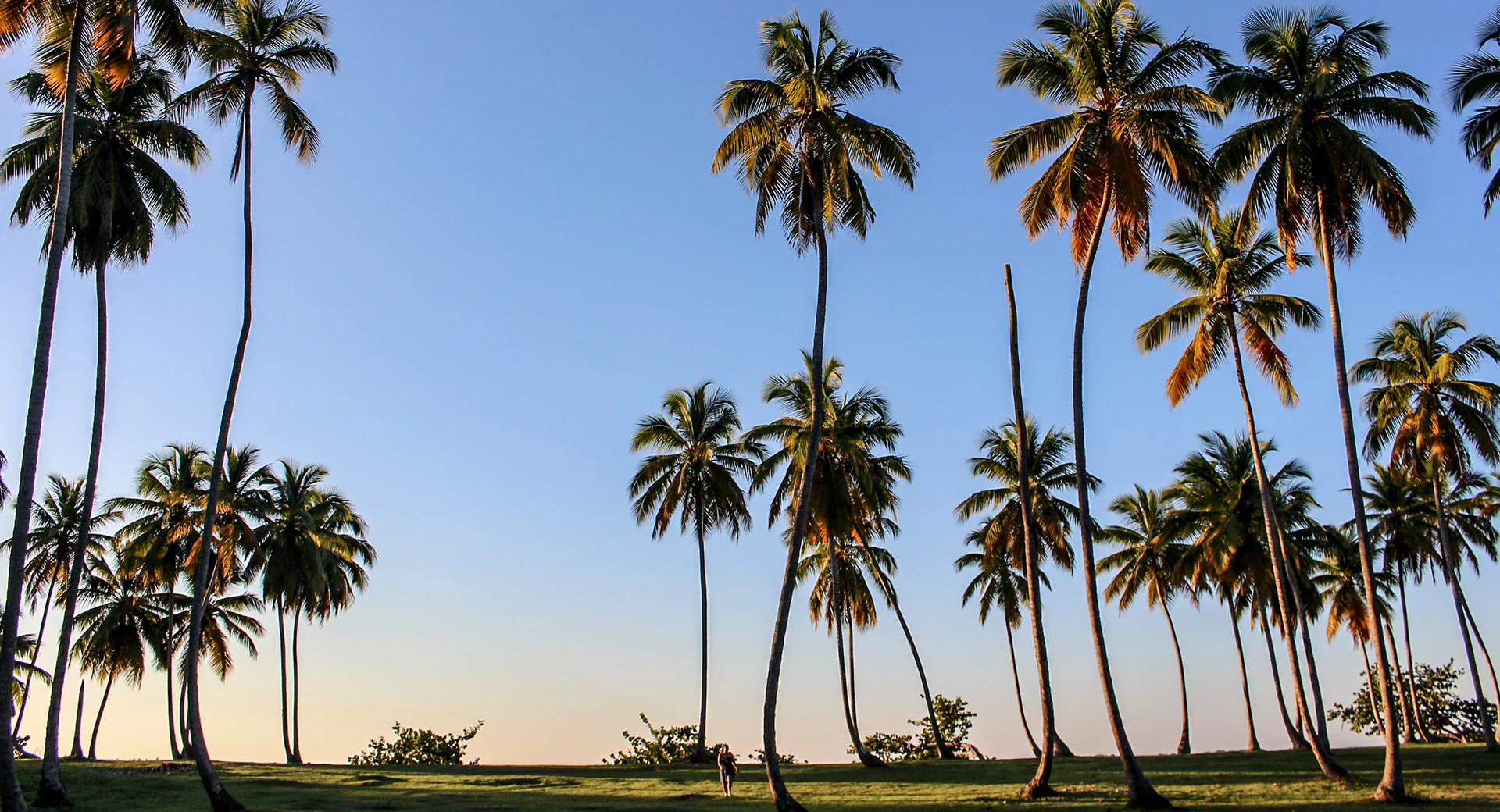 Alte palme da cocco si innalzano sopra una radura erbosa sull’isola di Saona nella calda luce del tardo pomeriggio.