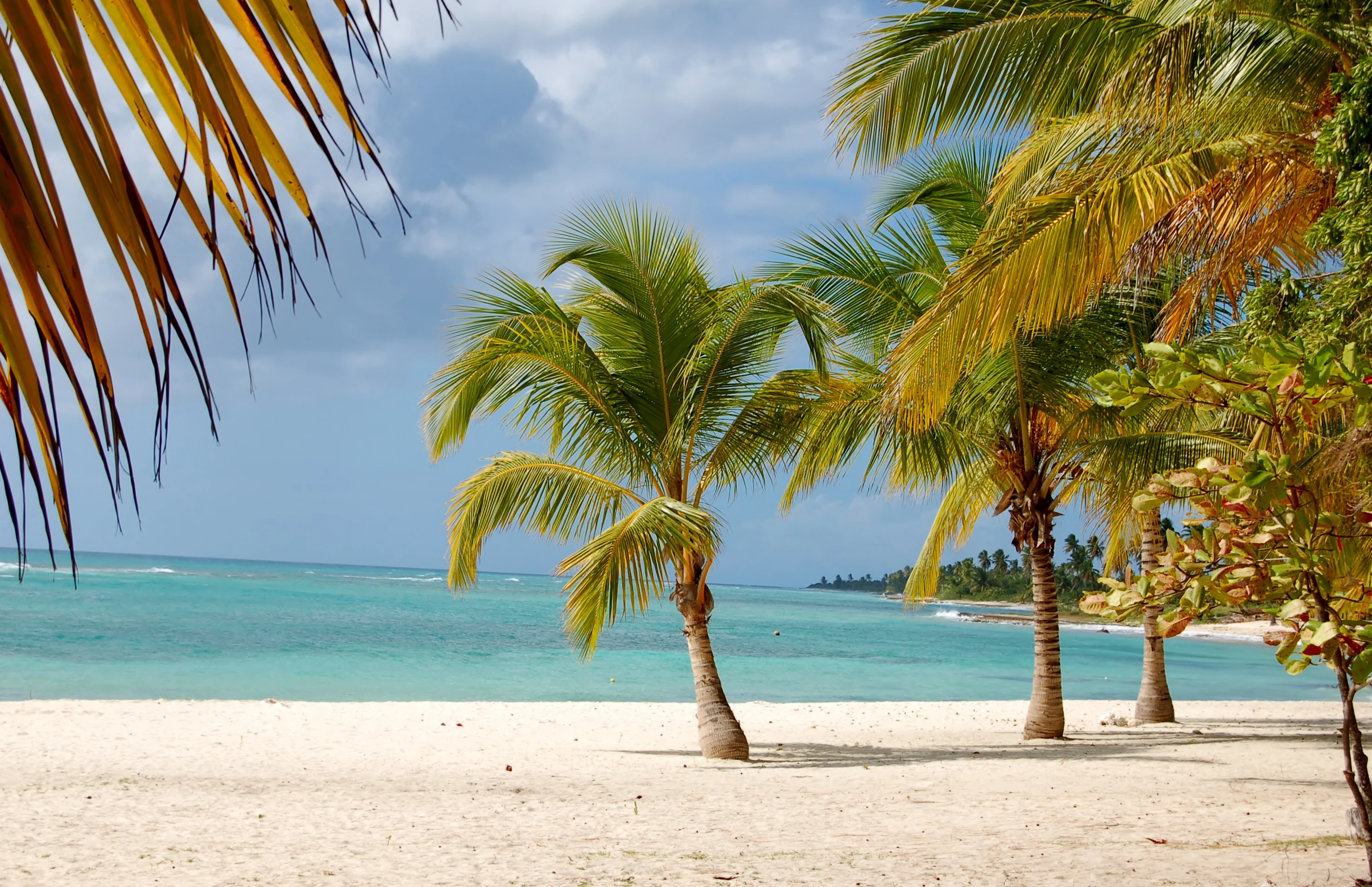 Le palme da cocco ombreggiano un’ampia distesa di sabbia bianca a Saona accanto al mare turchese e calmo.