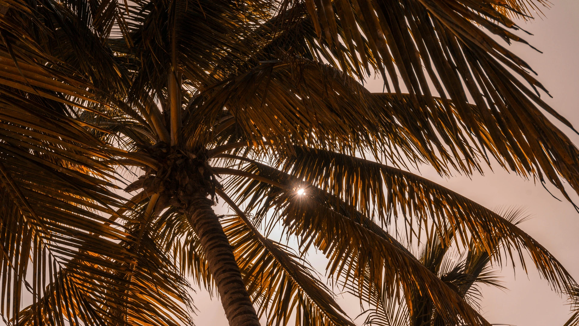 La calda luce del sole attraversa fronde di cocco sovrapposte sull’isola di Saona.