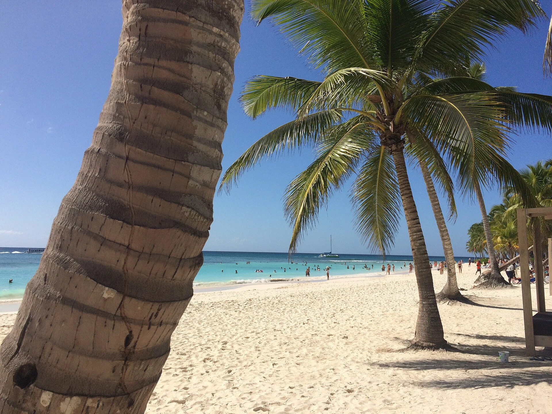 Kokospalmen über strahlend weißem Sand und blauem Wasser auf Saona