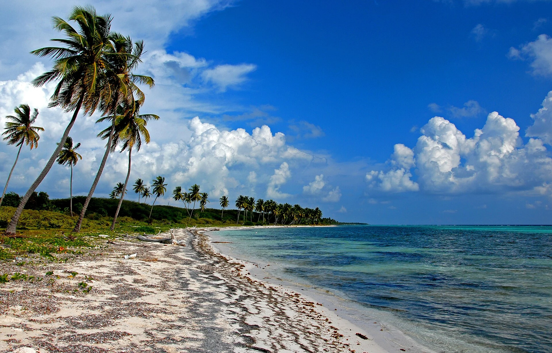 Residui vegetali naturali lungo un litorale di palme a Saona