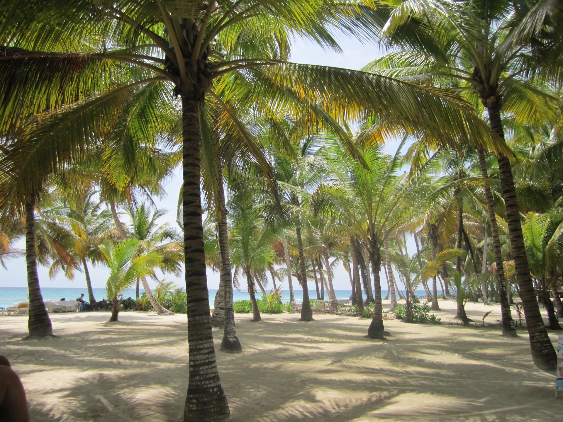 La luce del sole filtra tra le palme da cocco e illumina la sabbia chiara sull’isola di Saona.