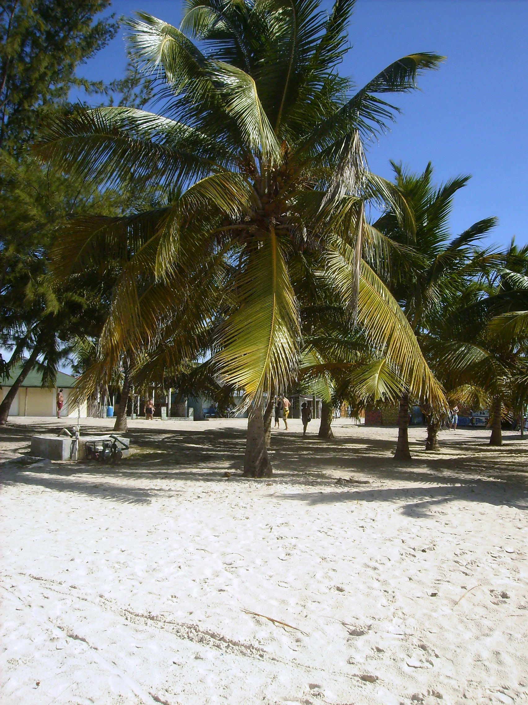 Palme da cocco proiettano ombre sulla sabbia bianca accanto al mare a Saona.