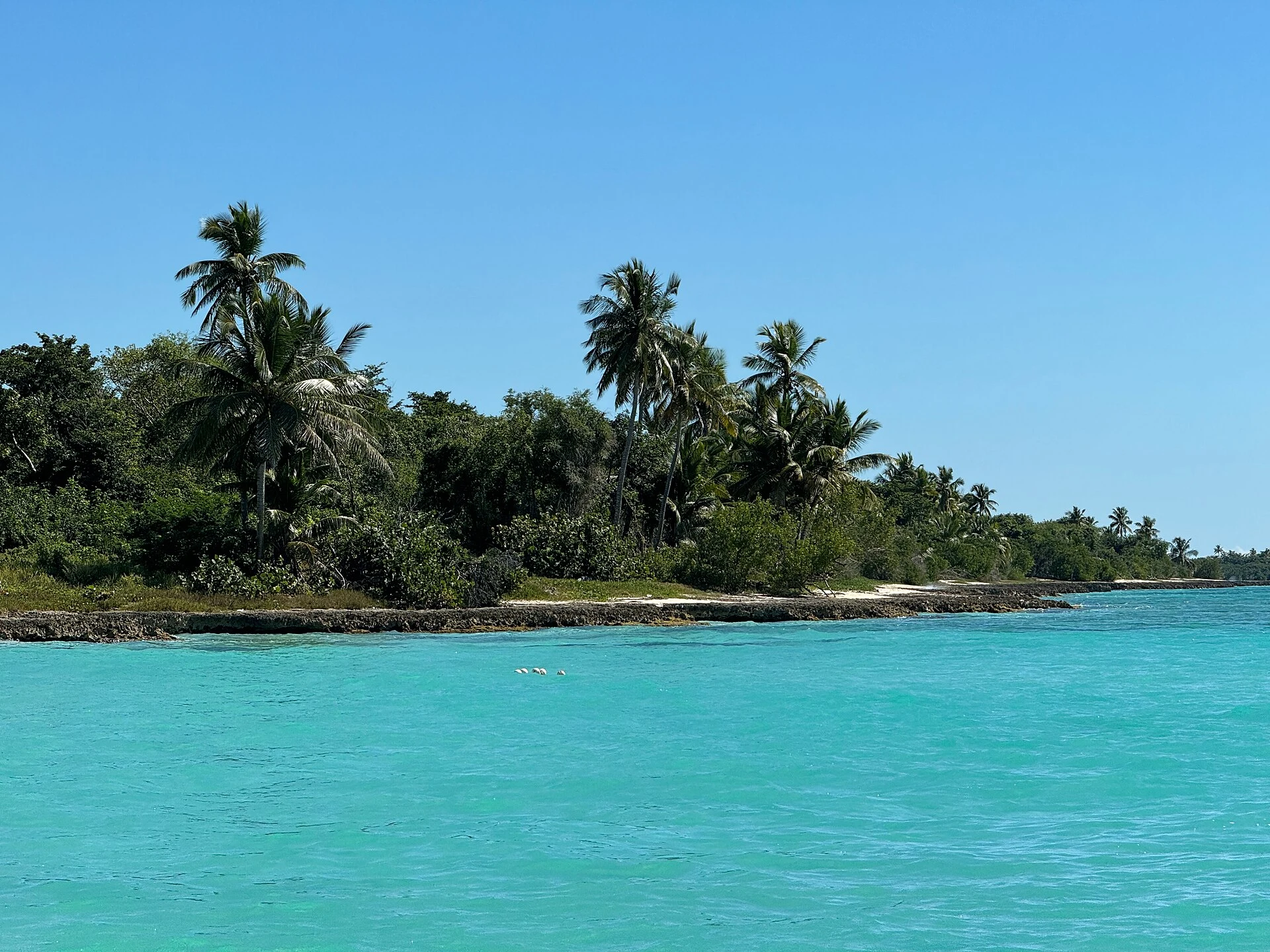 Acqua turchese limpida accanto alla costa bassa e verde di Saona sotto un cielo azzurro