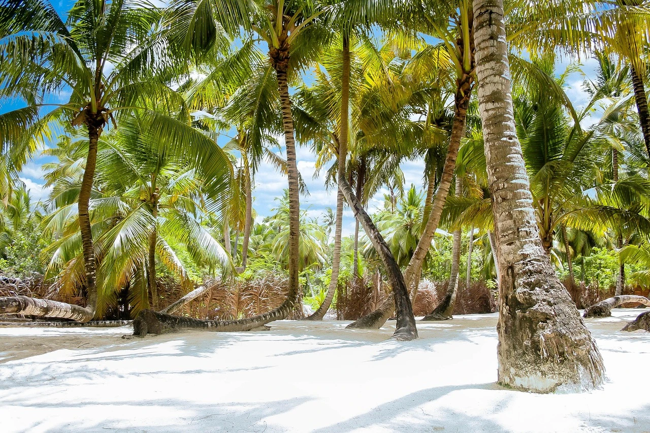 La luce del sole illumina la sabbia bianca di Saona e i tronchi di un fitto palmeto da cocco, con l’acqua turchese visibile oltre le palme.