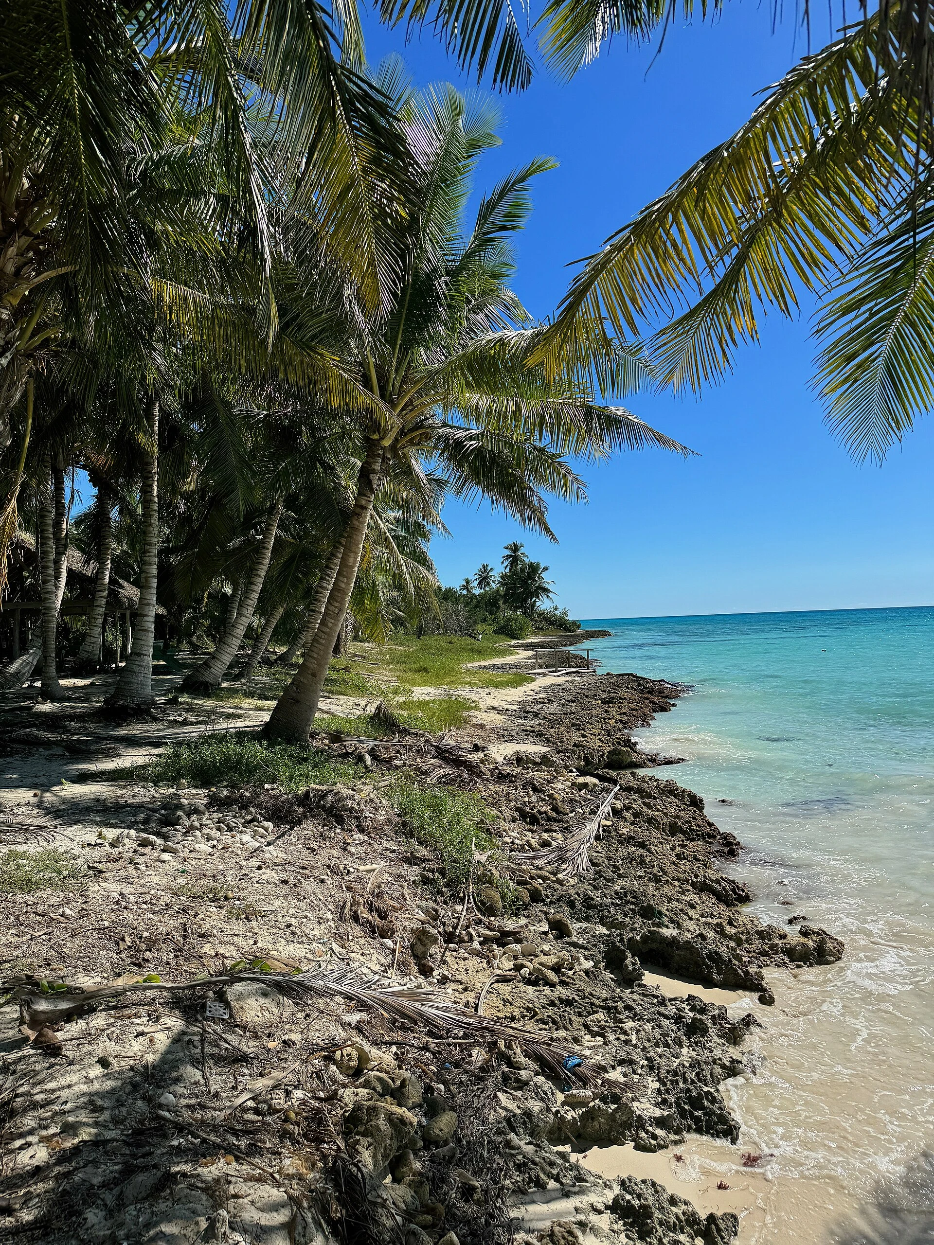 Cocoteros sobre el terreno costero claro de Saona junto a un borde rocoso y mar turquesa