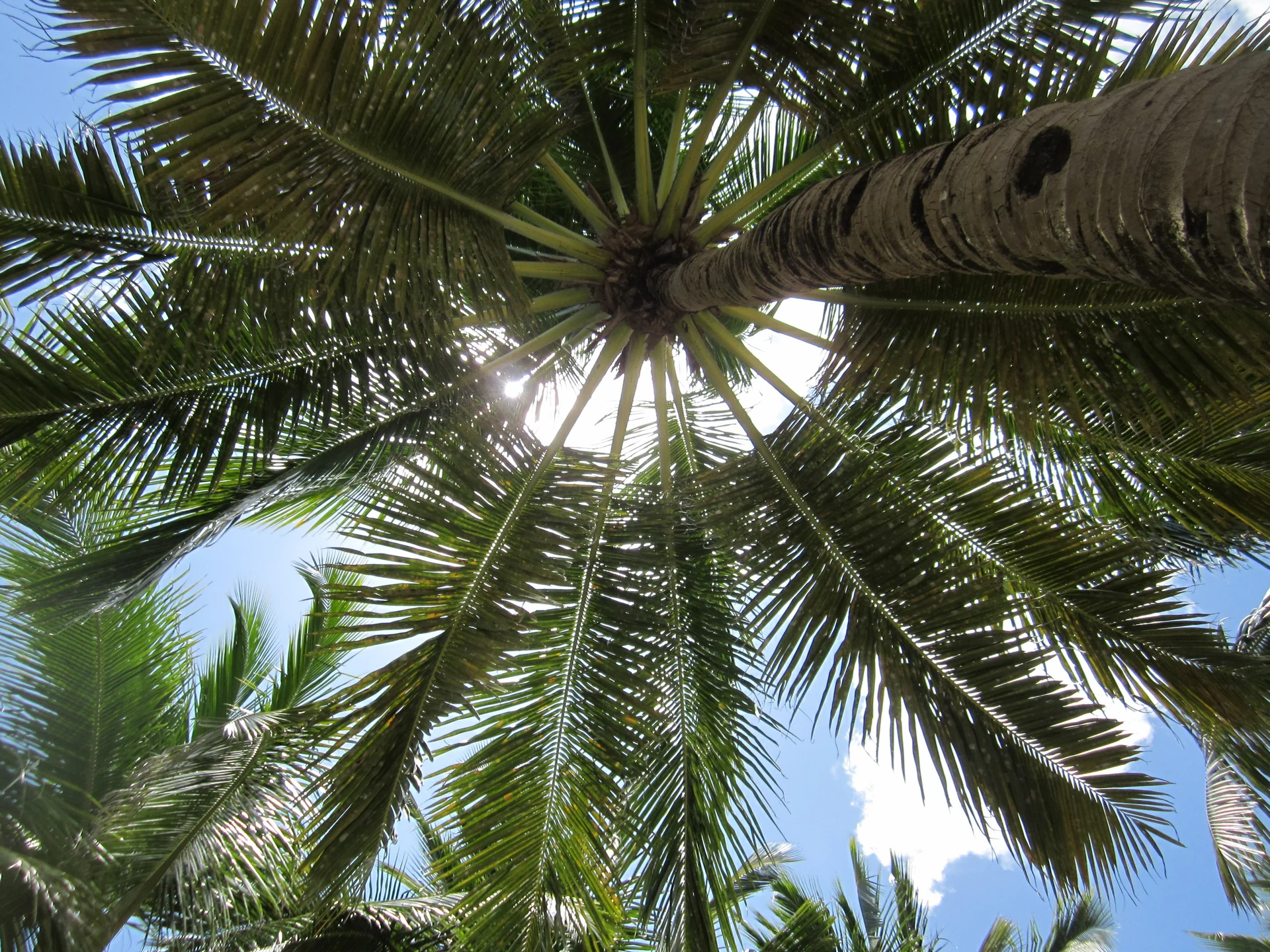 Tronchi di palme da cocco e foglie verdi incorniciano il cielo sopra l’isola di Saona.