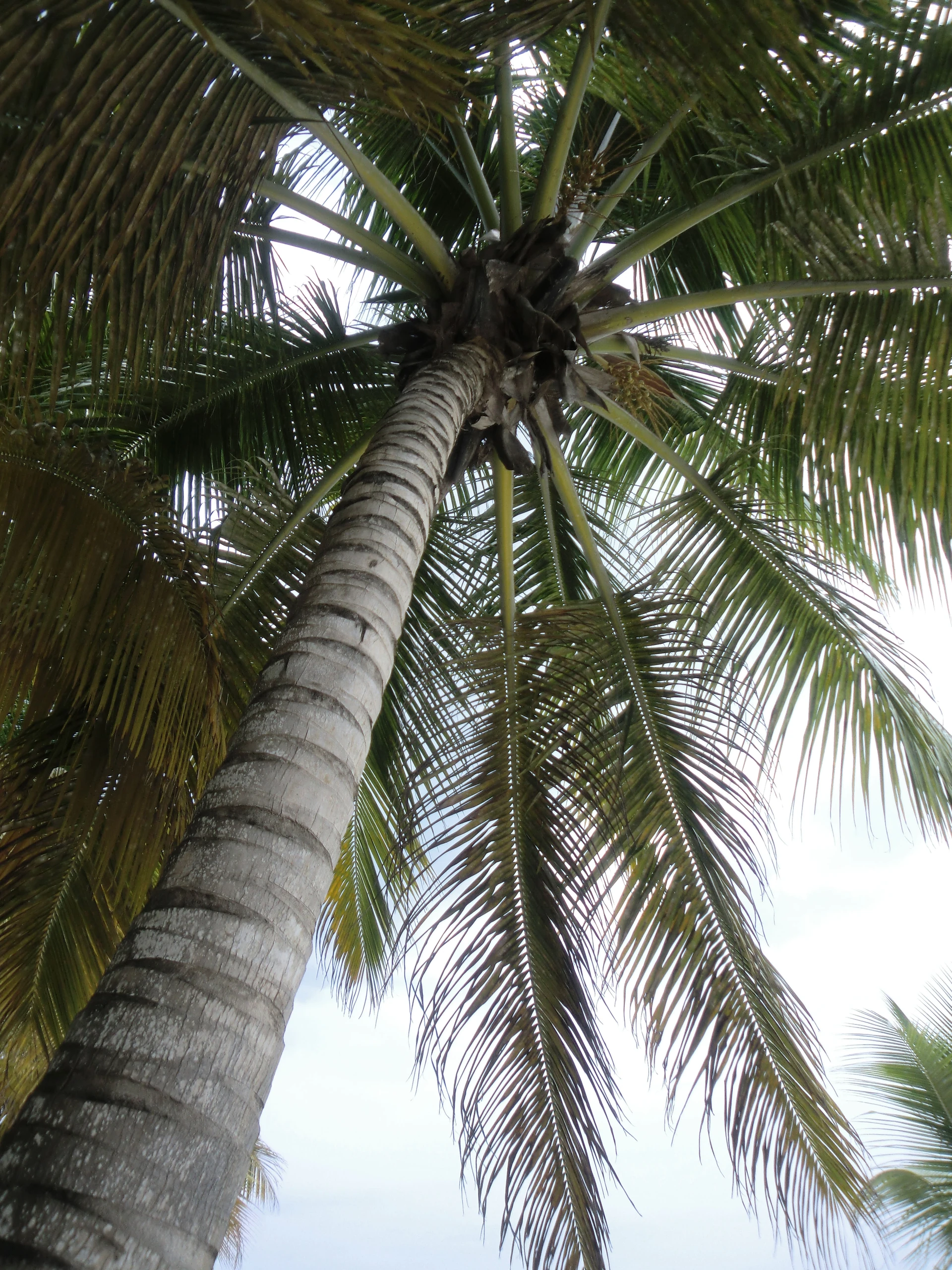 L’alto tronco di una palma da cocco sale verso una folta chioma di fronde verdi sull’isola di Saona.