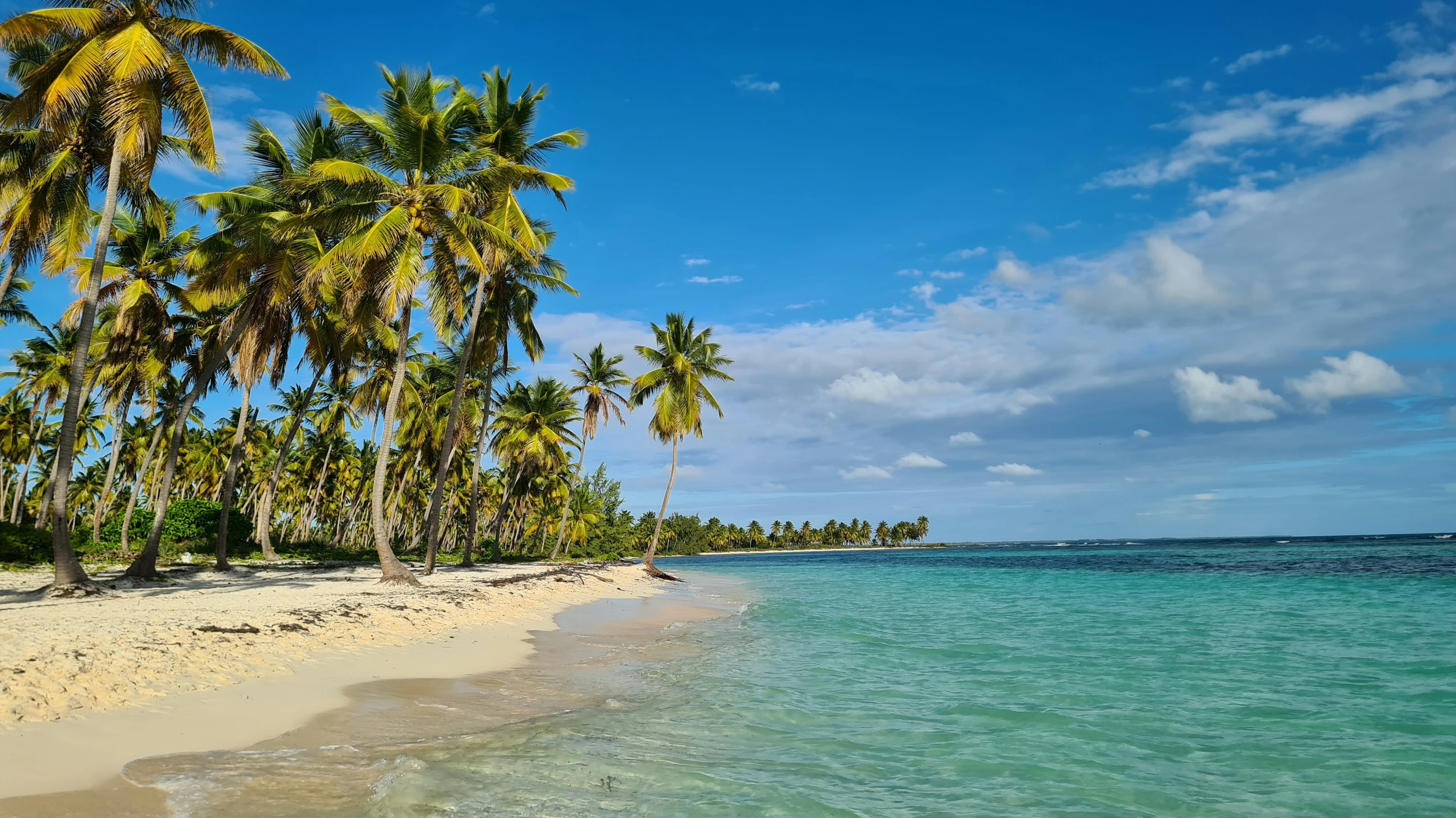 Una spiaggia di Saona bordata di palme curva accanto ad acque verdi e limpide sotto un cielo azzurro.