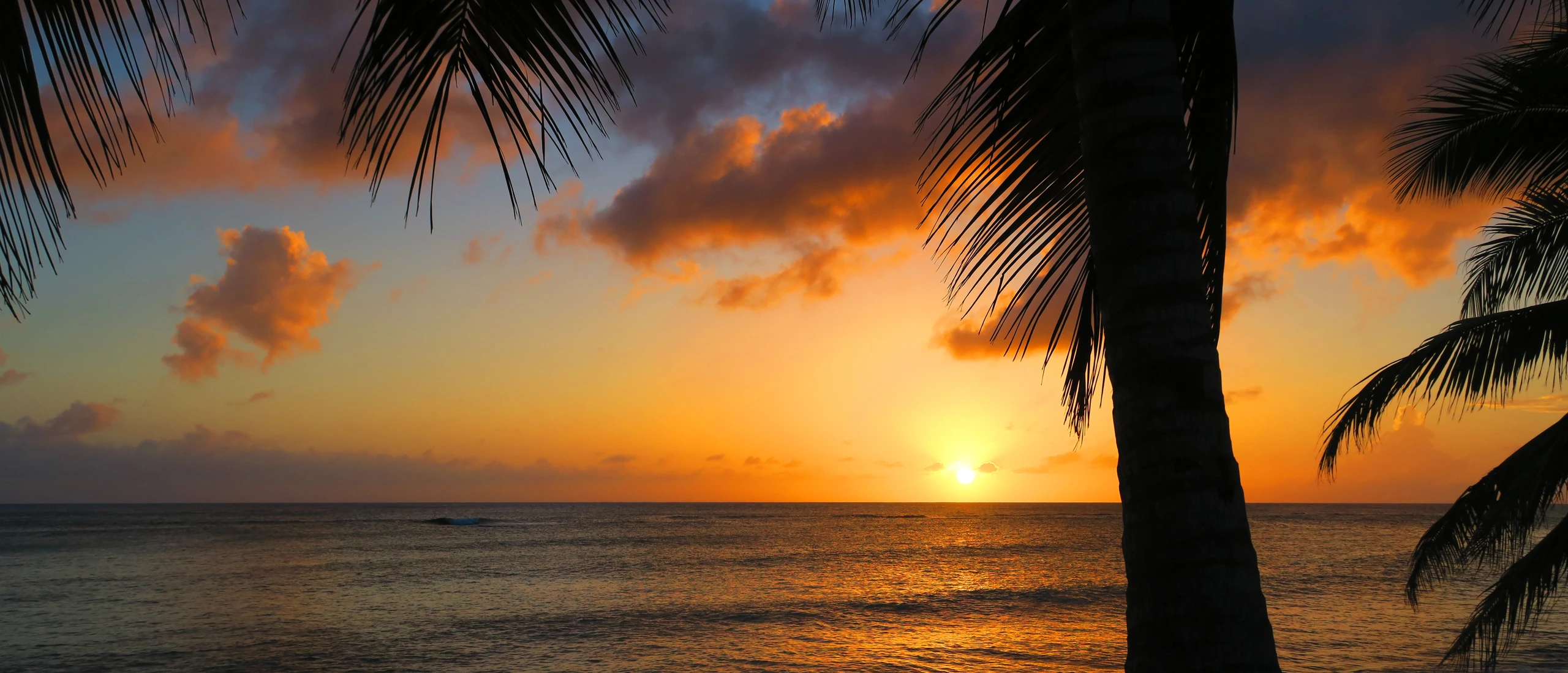 Coucher de soleil doré à Mano Juan, sur Saona, avec la silhouette d’un cocotier près de la mer.