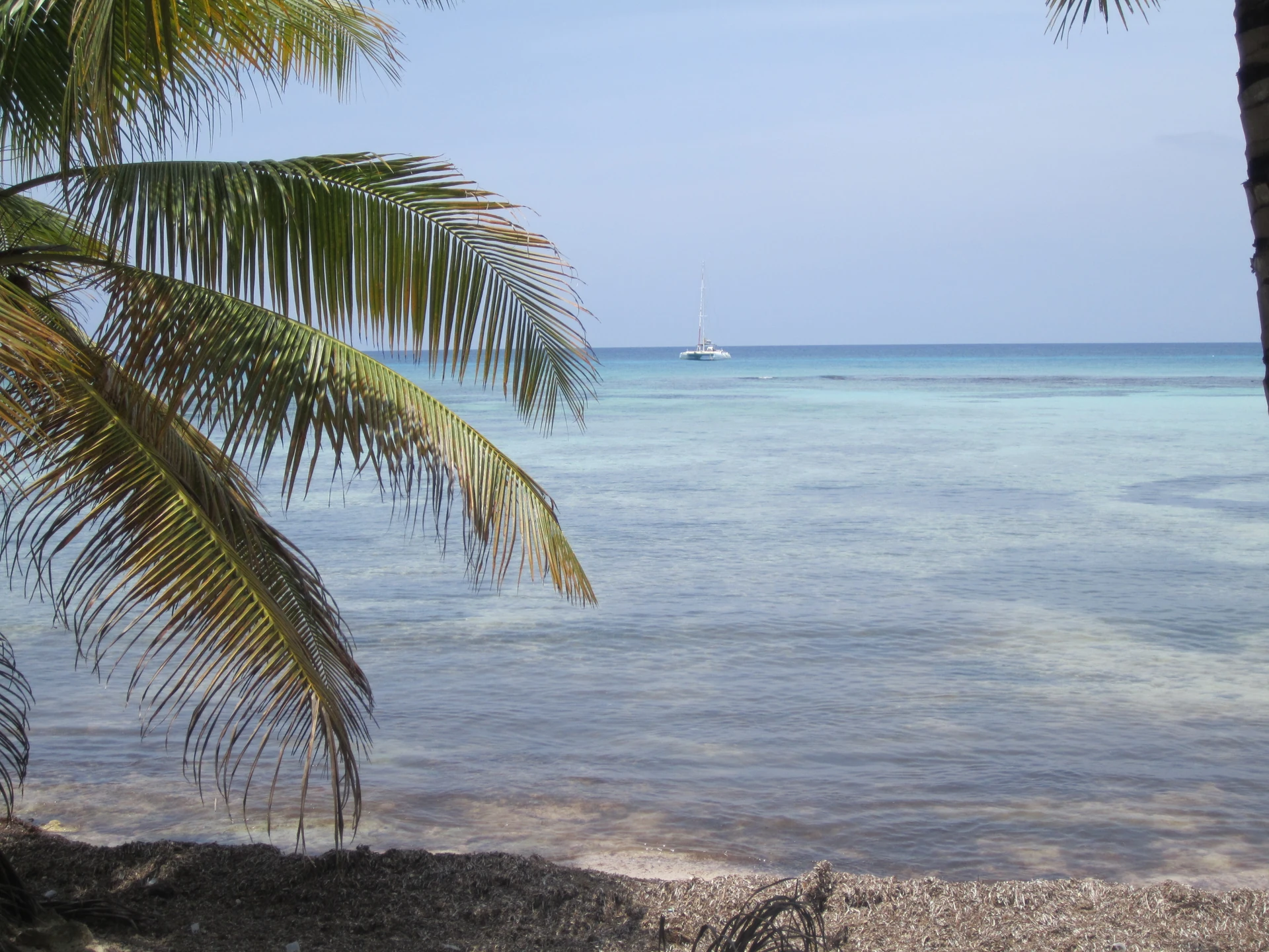 Fronde di palma incorniciano acque calme azzurre e una barca a vela lontana accanto all’isola di Saona.
