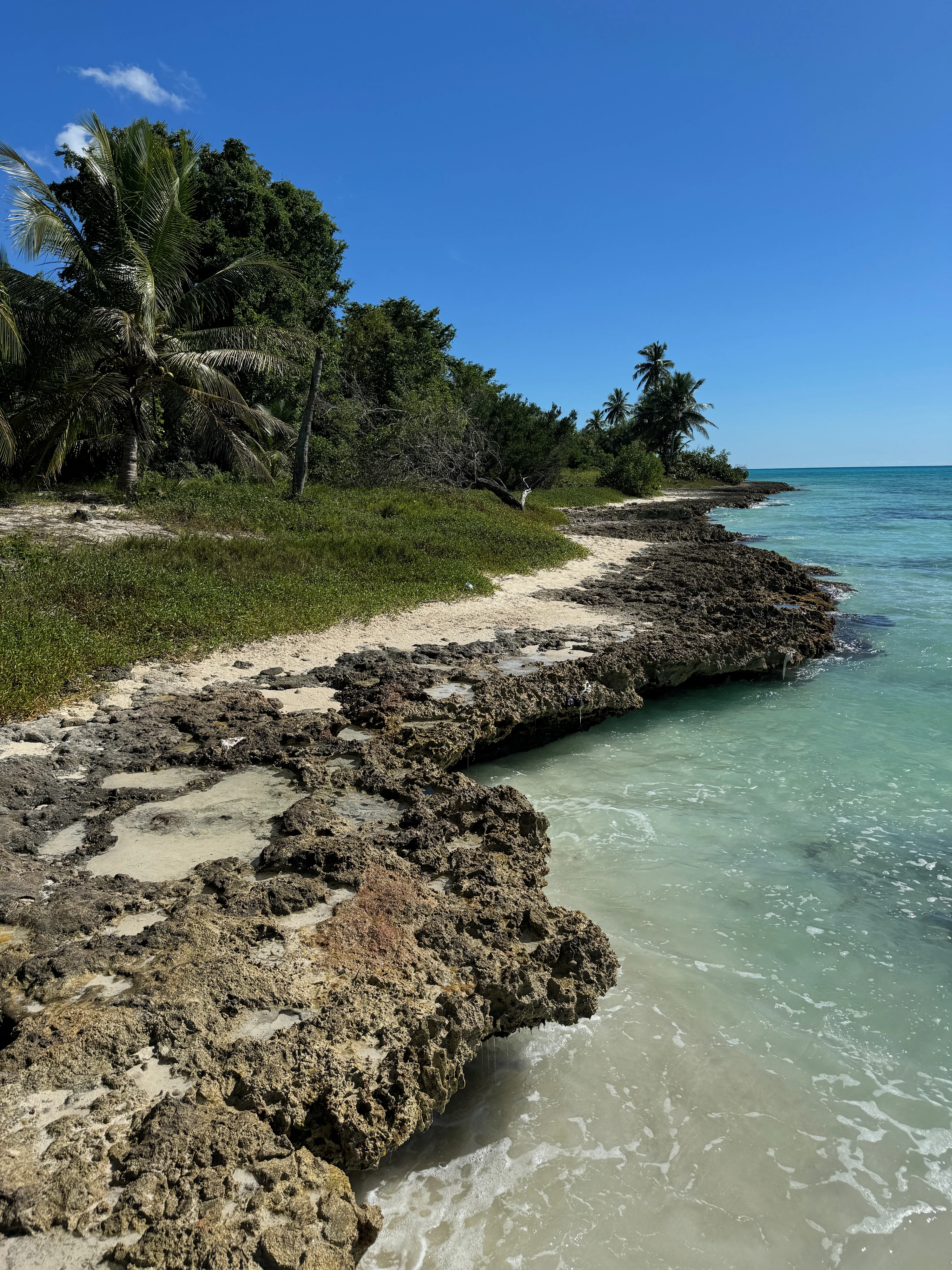 Palme da cocco bordano la bassa costa rocciosa di Saona accanto a bassi fondali turchese chiaro.