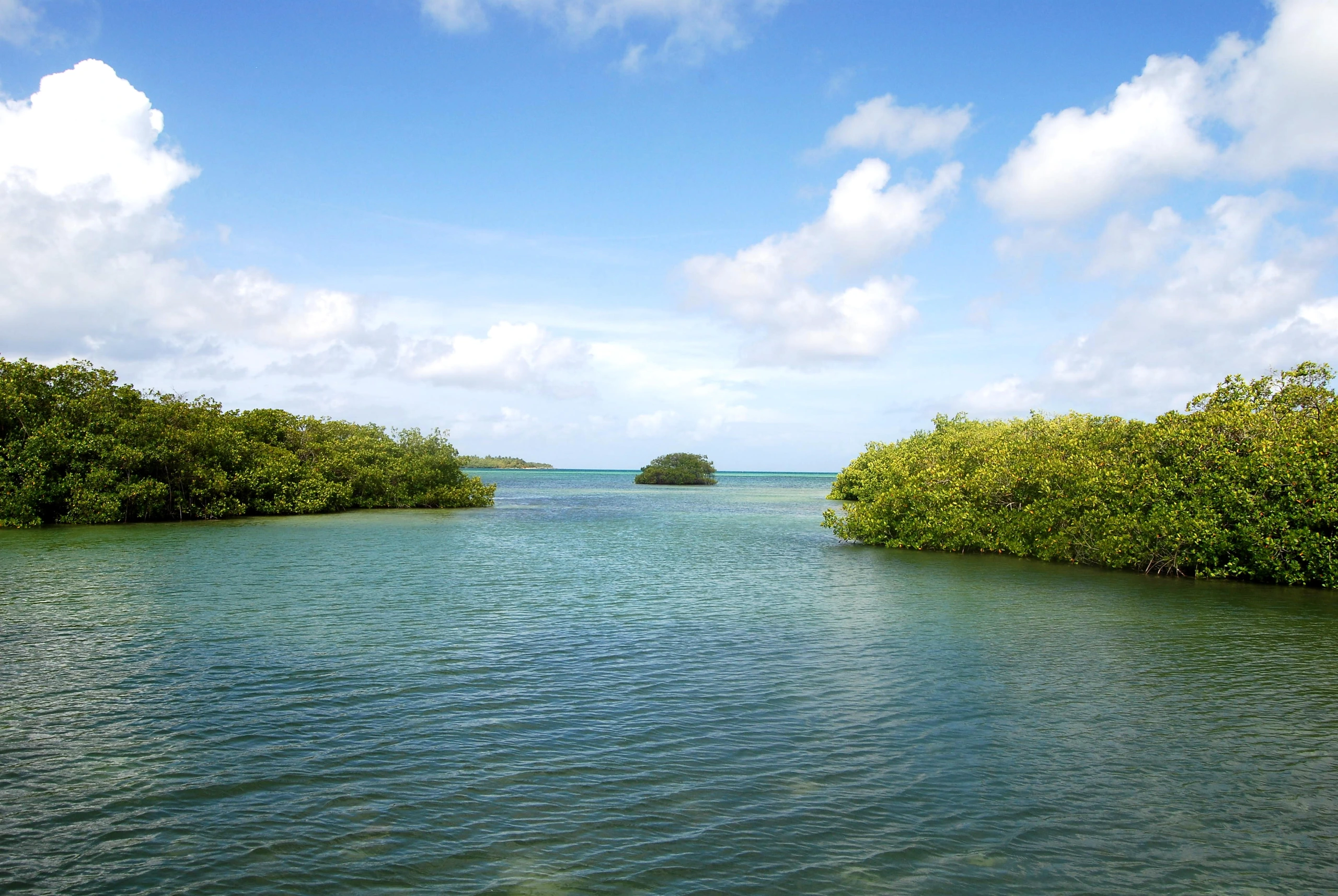 Grüne Mangroven säumen blaugrünes Wasser auf einem Ausflug zur Insel Saona.
