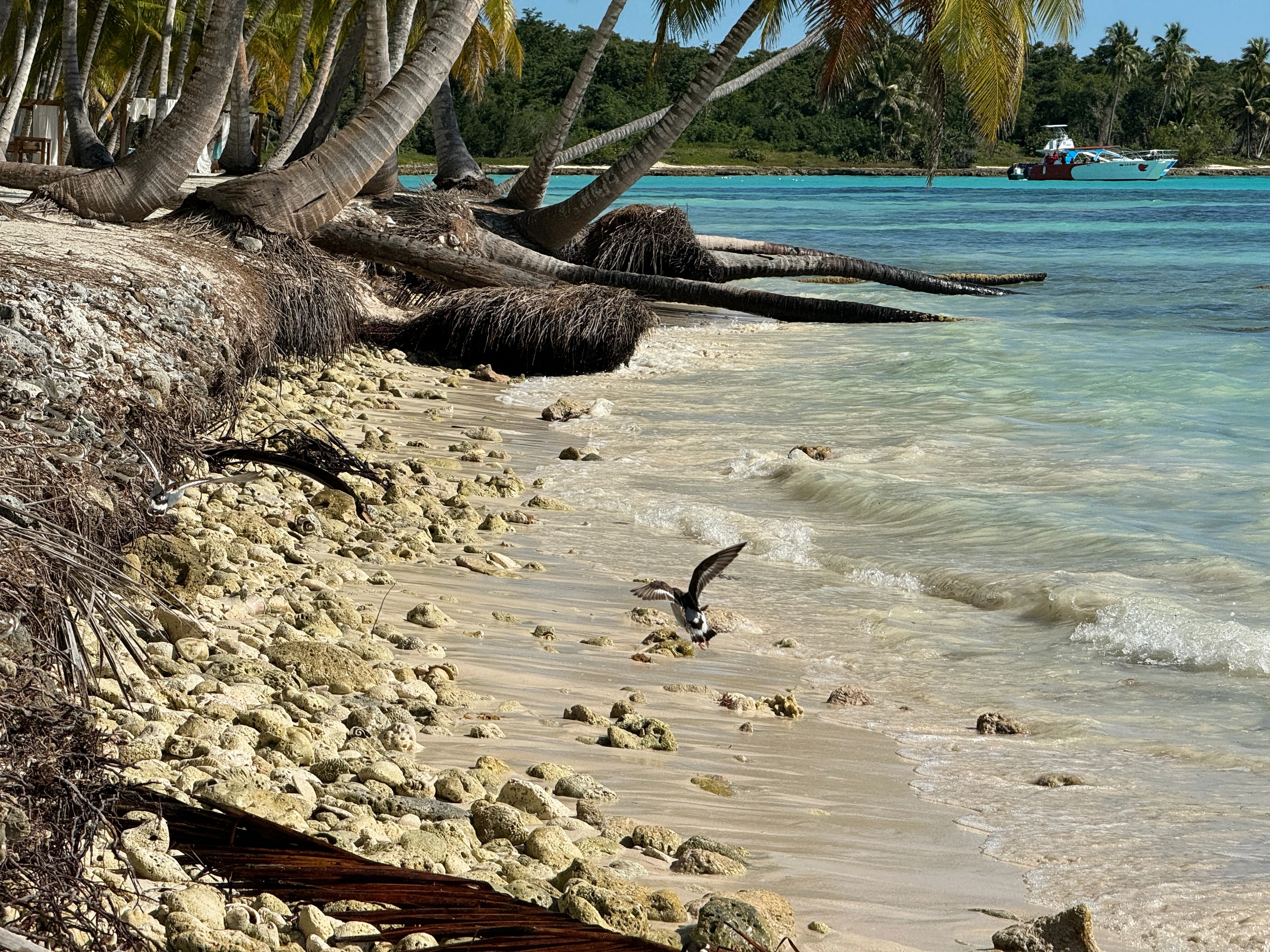 Uccelli costieri sostano su una stretta riva sabbiosa di Saona sotto palme da cocco inclinate, accanto all’acqua limpida.
