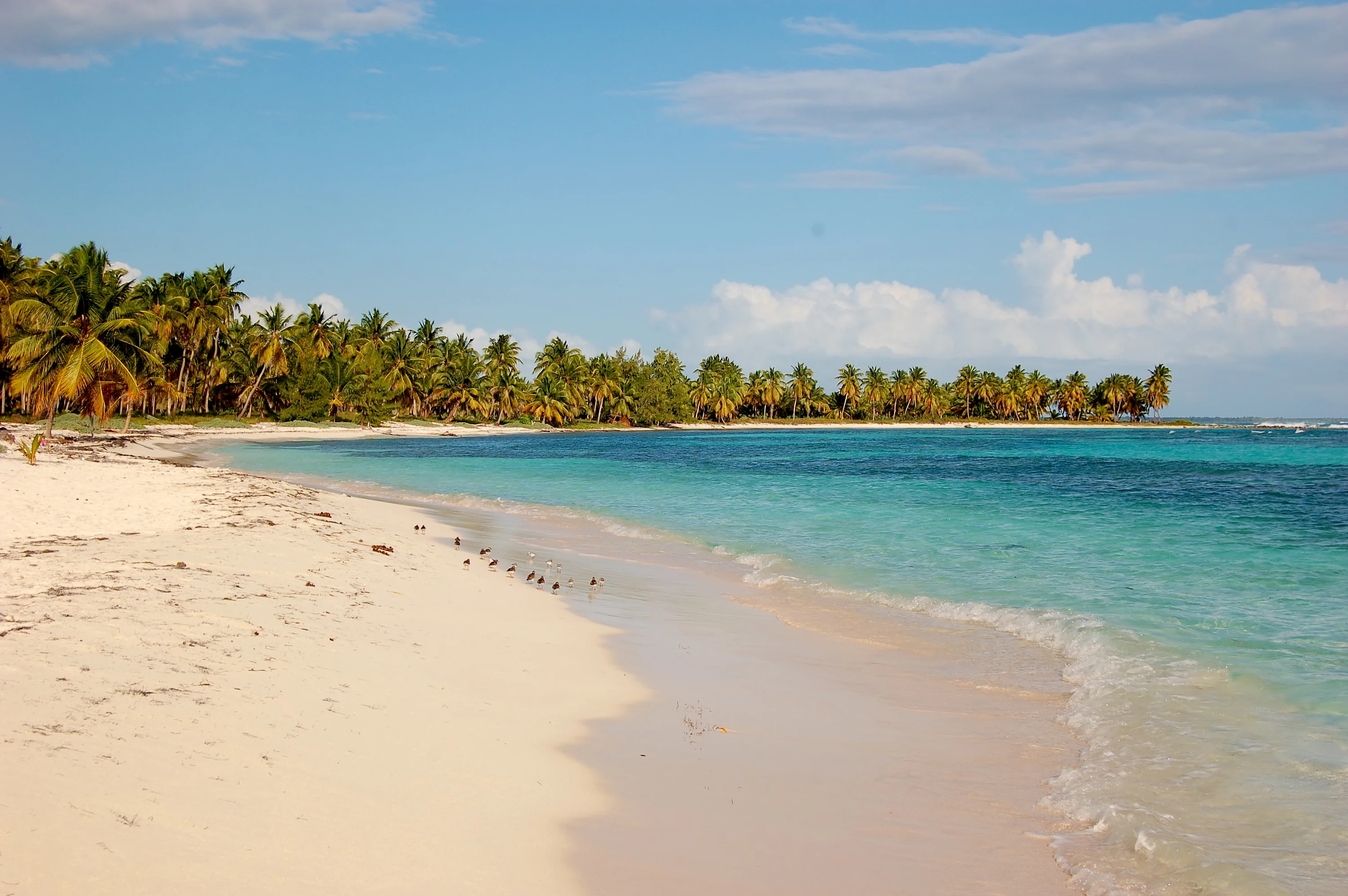 Ein menschenleerer weißer Saona-Strand zieht sich an klarem türkisfarbenem Wasser zu Kokospalmen hin.