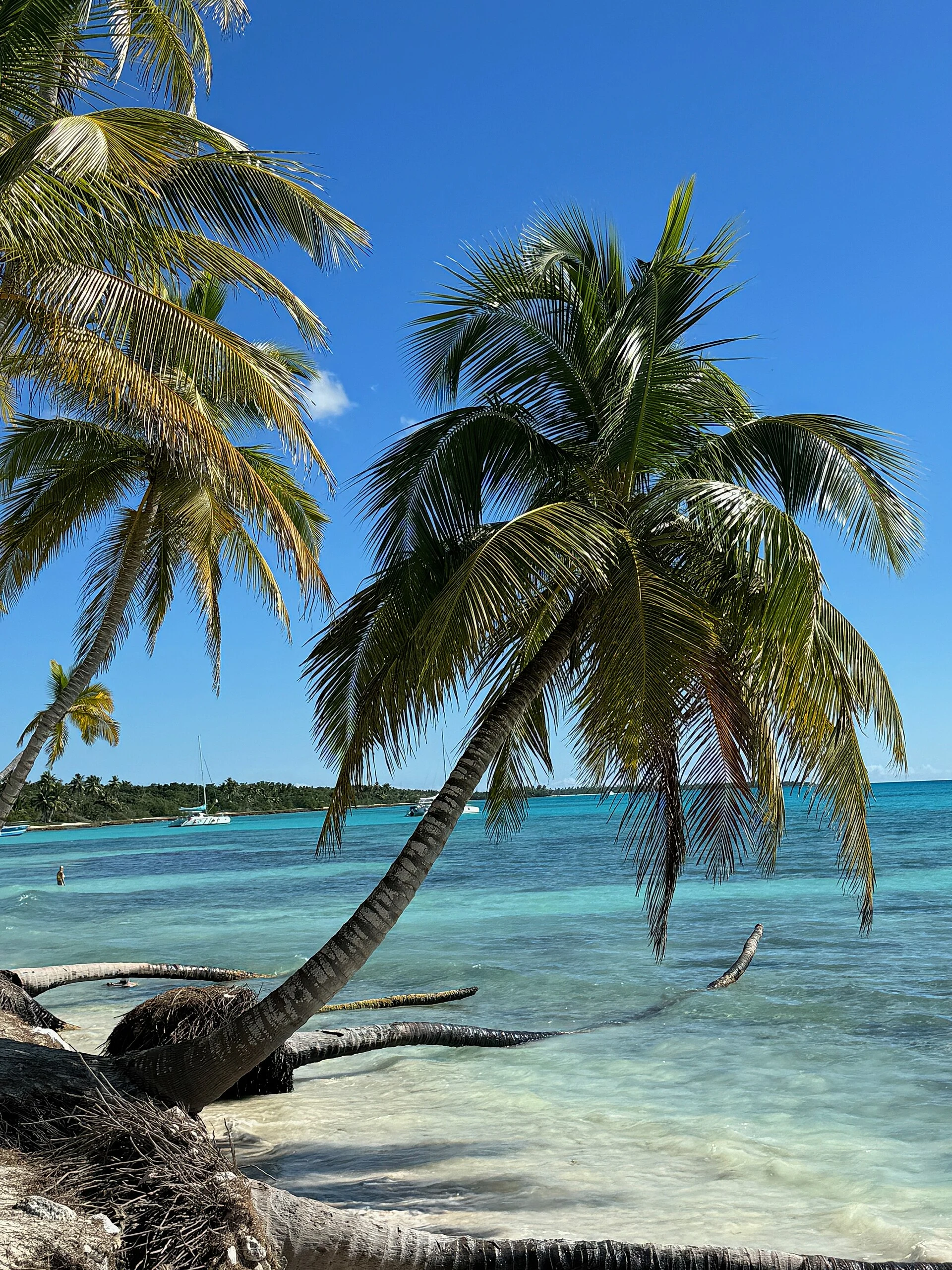 Una palma da cocco inclinata sopra sabbia chiara e mare limpido a Saona