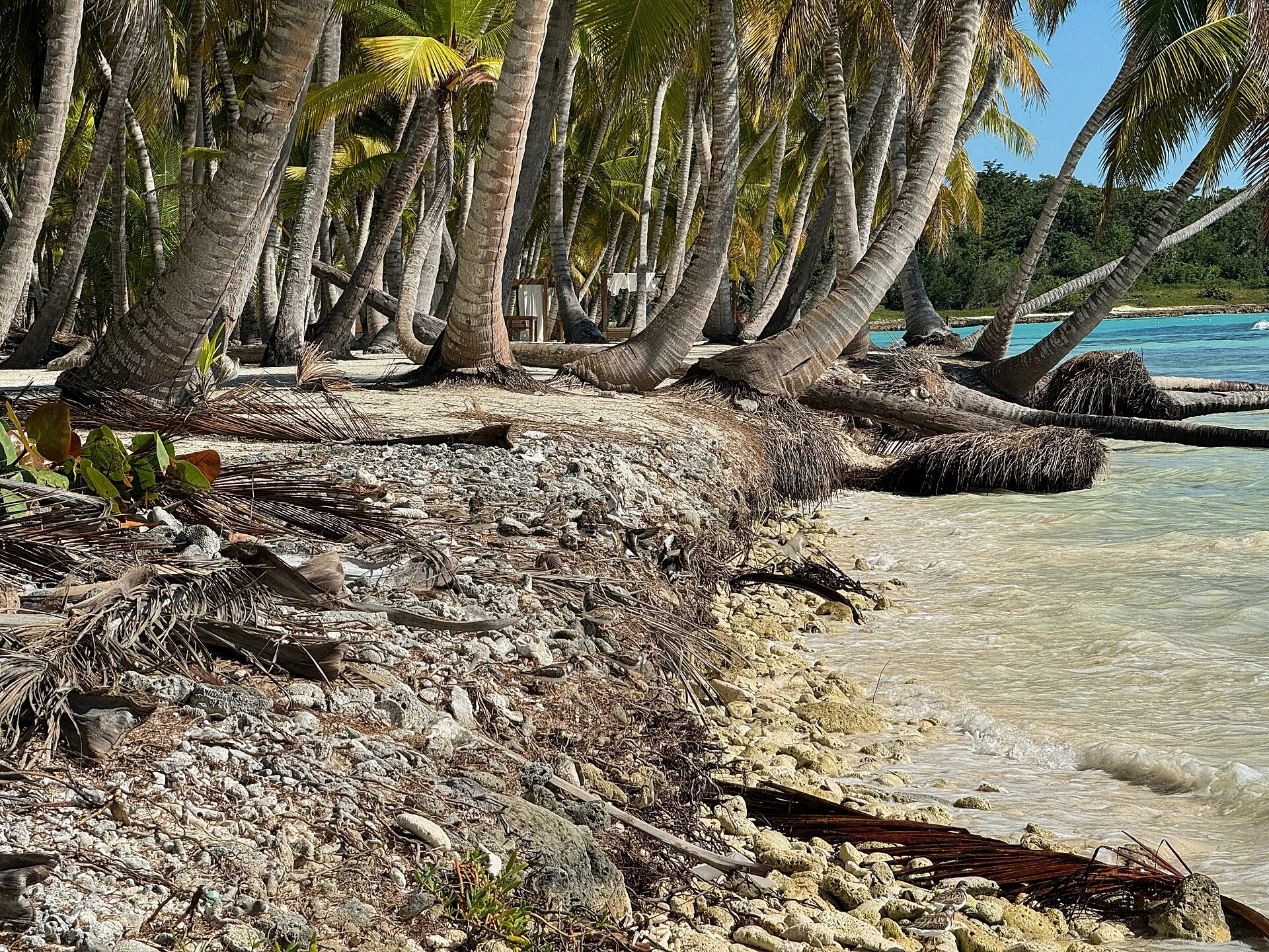 Una fila di palme da cocco inclinate accanto alla costa chiara e alle acque basse limpide di Saona