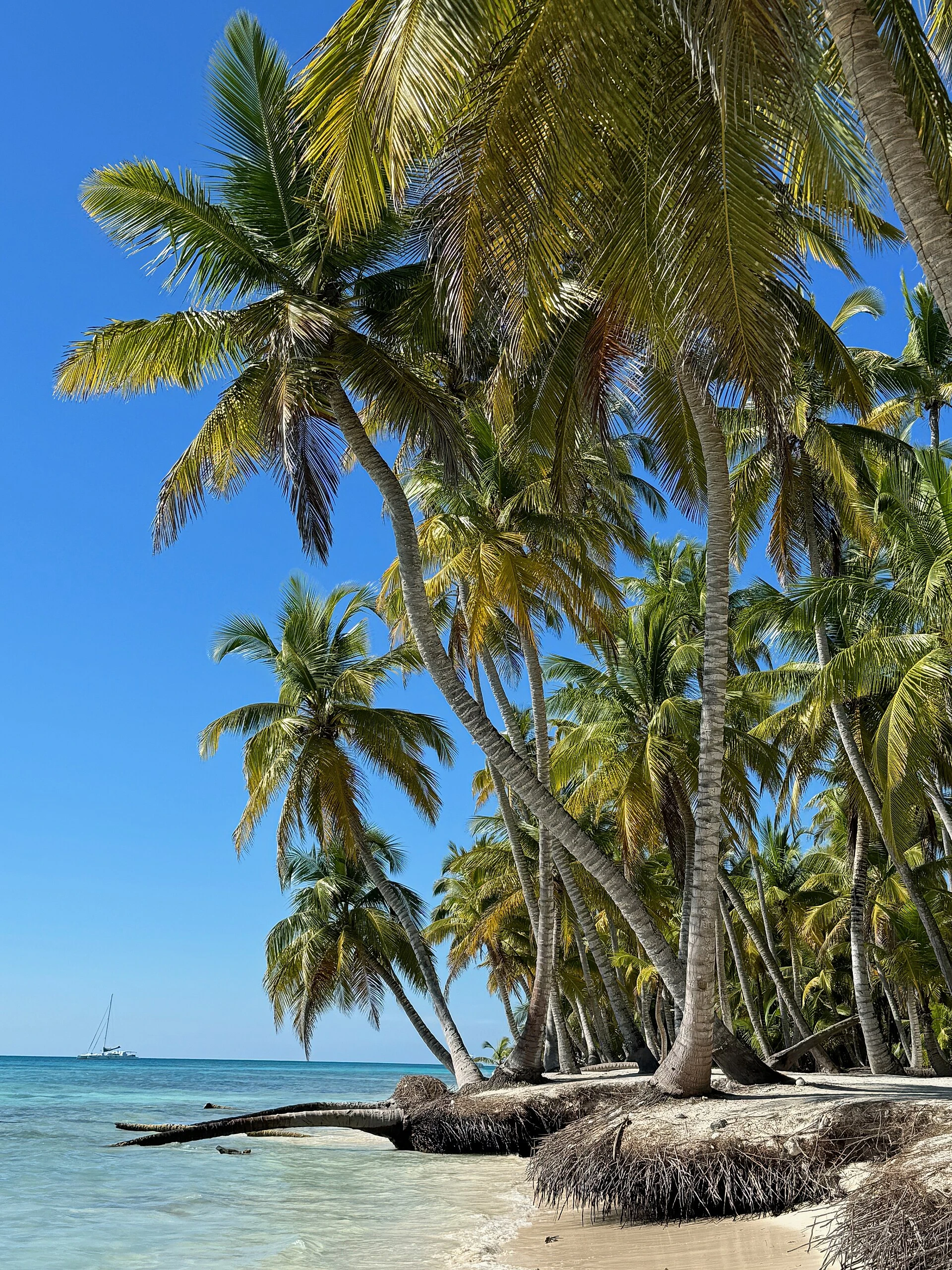 Alte palme da cocco accanto a sabbia chiara e acque basse limpide a Saona