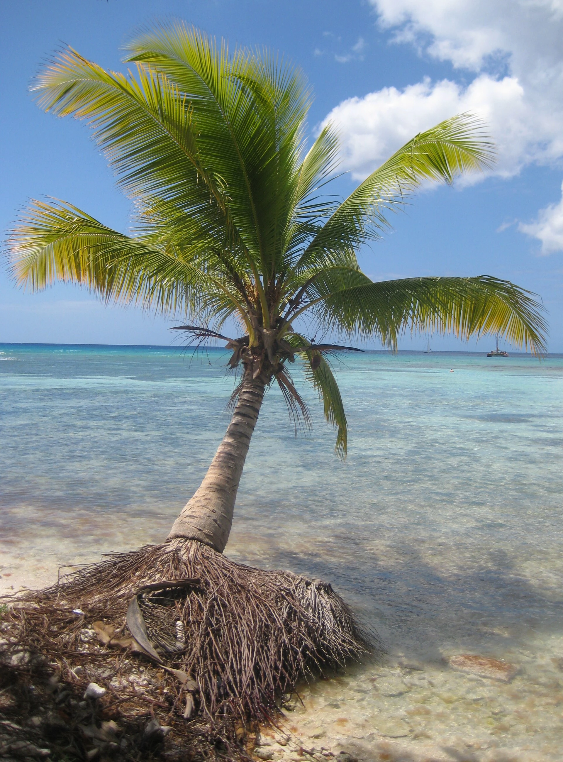 Una palma da cocco inclinata sopra il mare basso di Saona