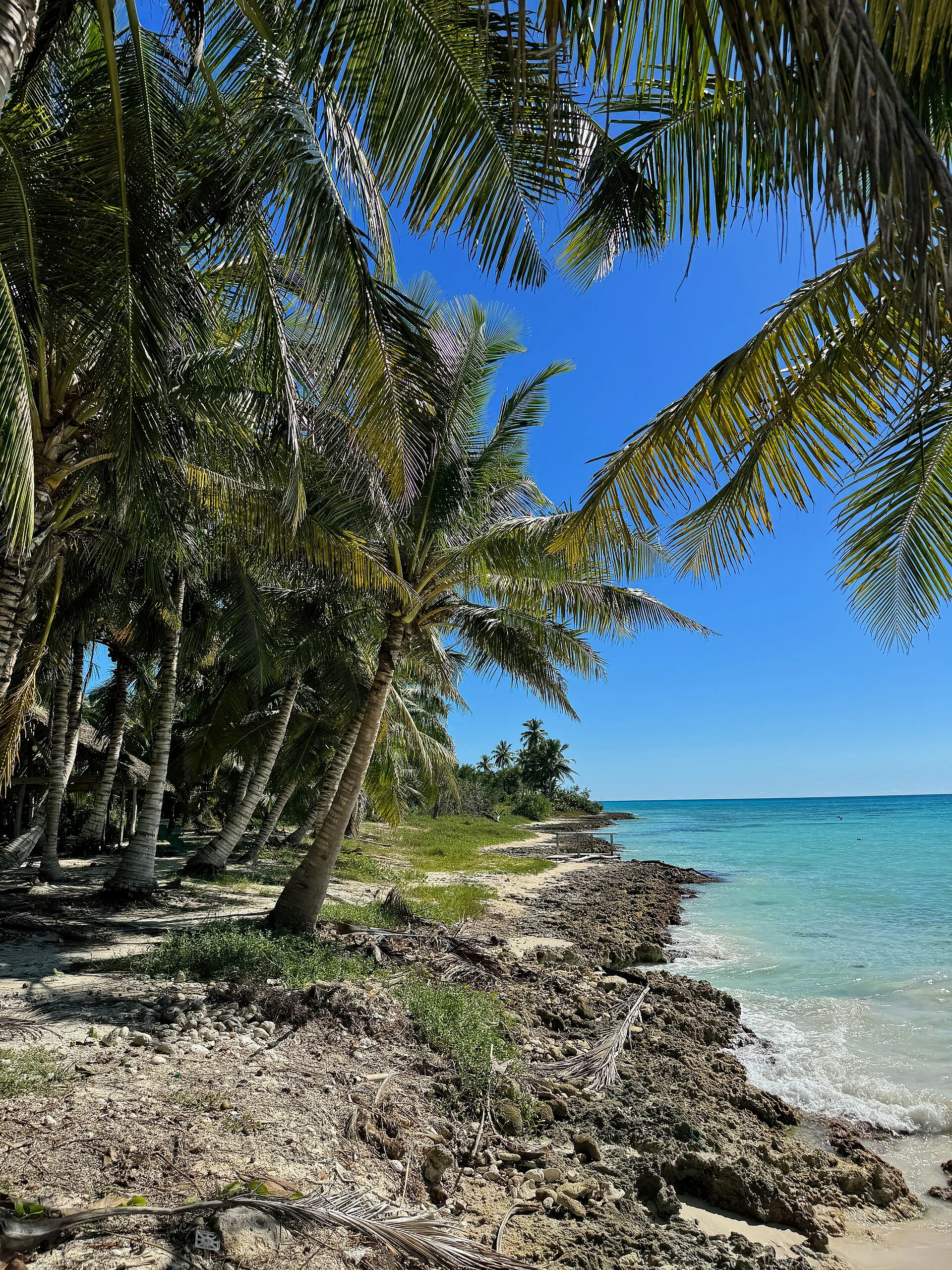 Leaning coconut palms above a narrow pale shore and clear turquoise water on Saona