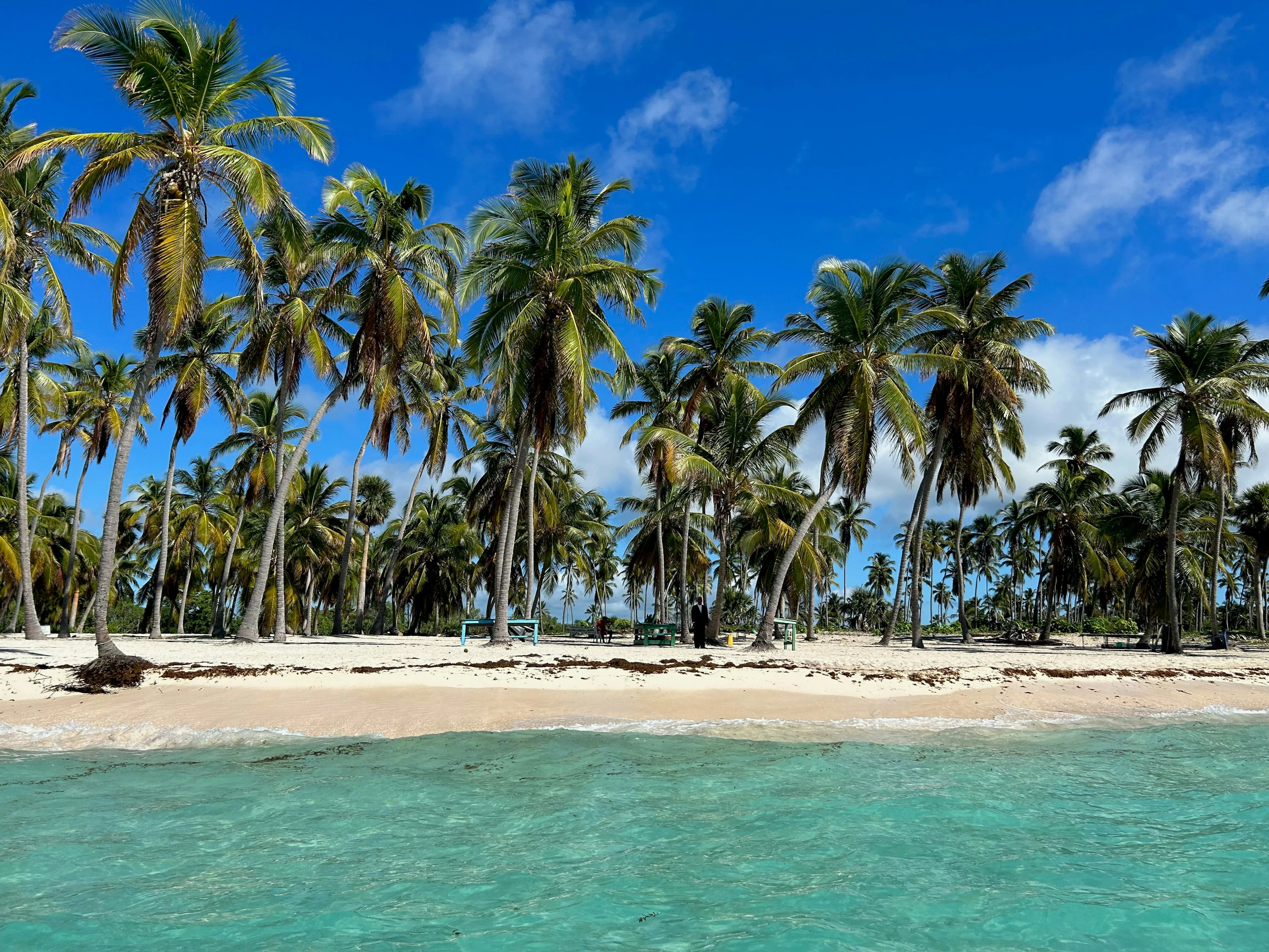 Alte palme da cocco si innalzano su una spiaggia di Saona vista attraverso acque turchesi e limpide.