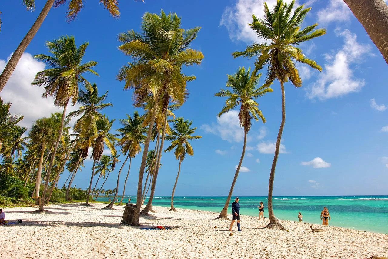 Høje kokospalmer over hvidt sand på Saona