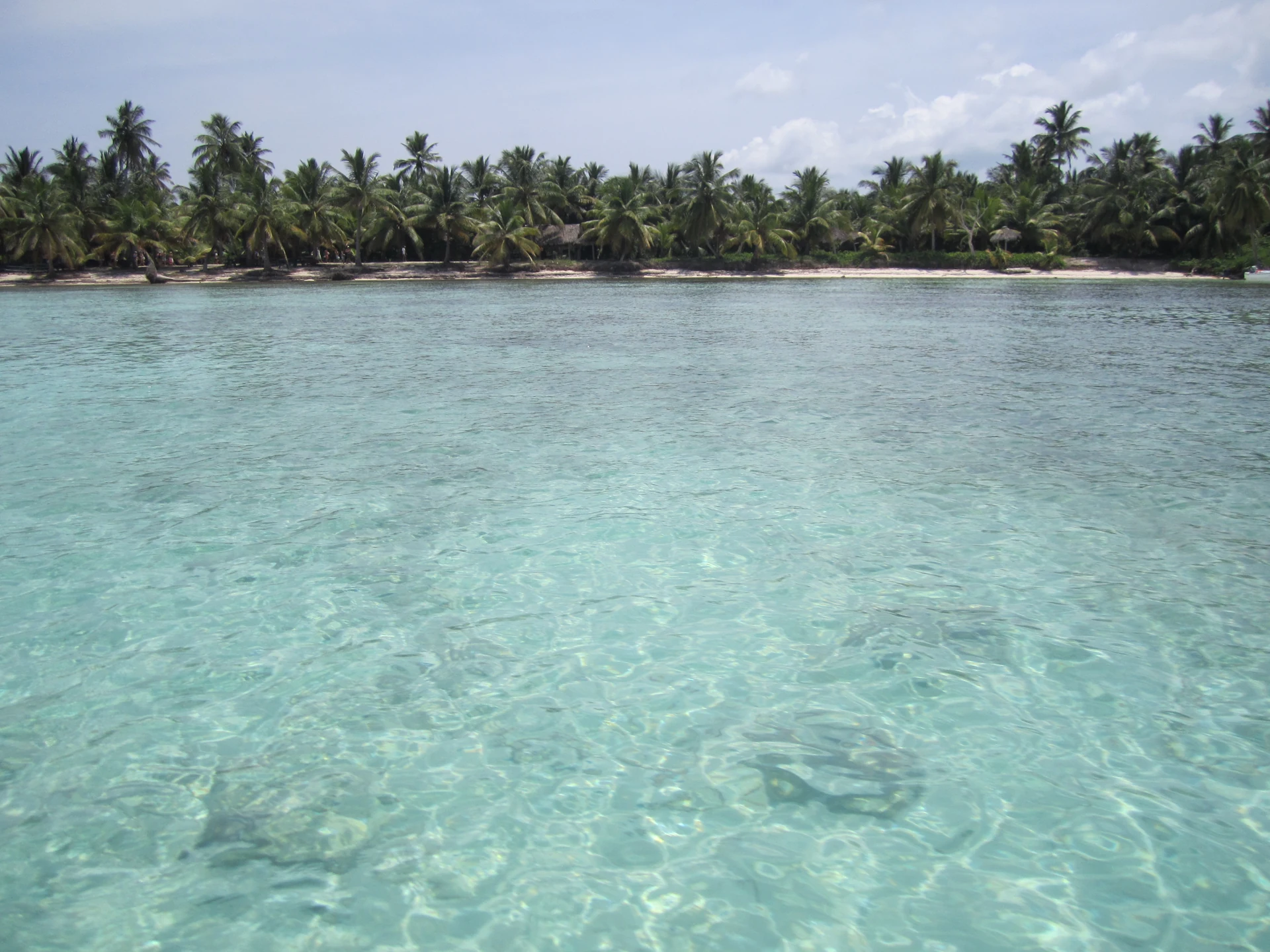 L’acqua bassa e limpida rivela il fondale sabbioso davanti alle palme da cocco e alla riva chiara di Saona.