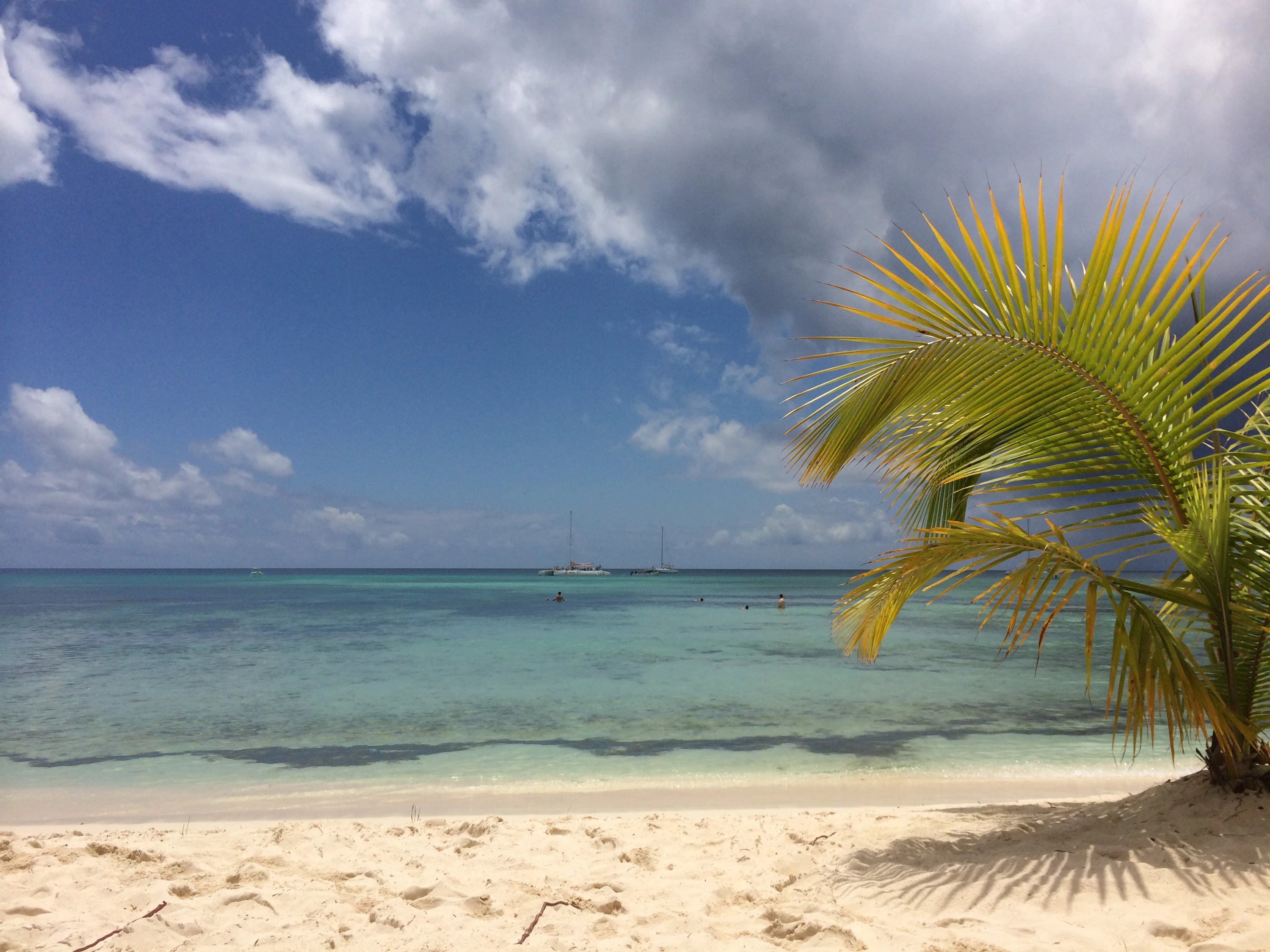 Una piccola palma ombreggia la sabbia bianca di Saona accanto ad acque limpide e poco profonde sotto un cielo azzurro.