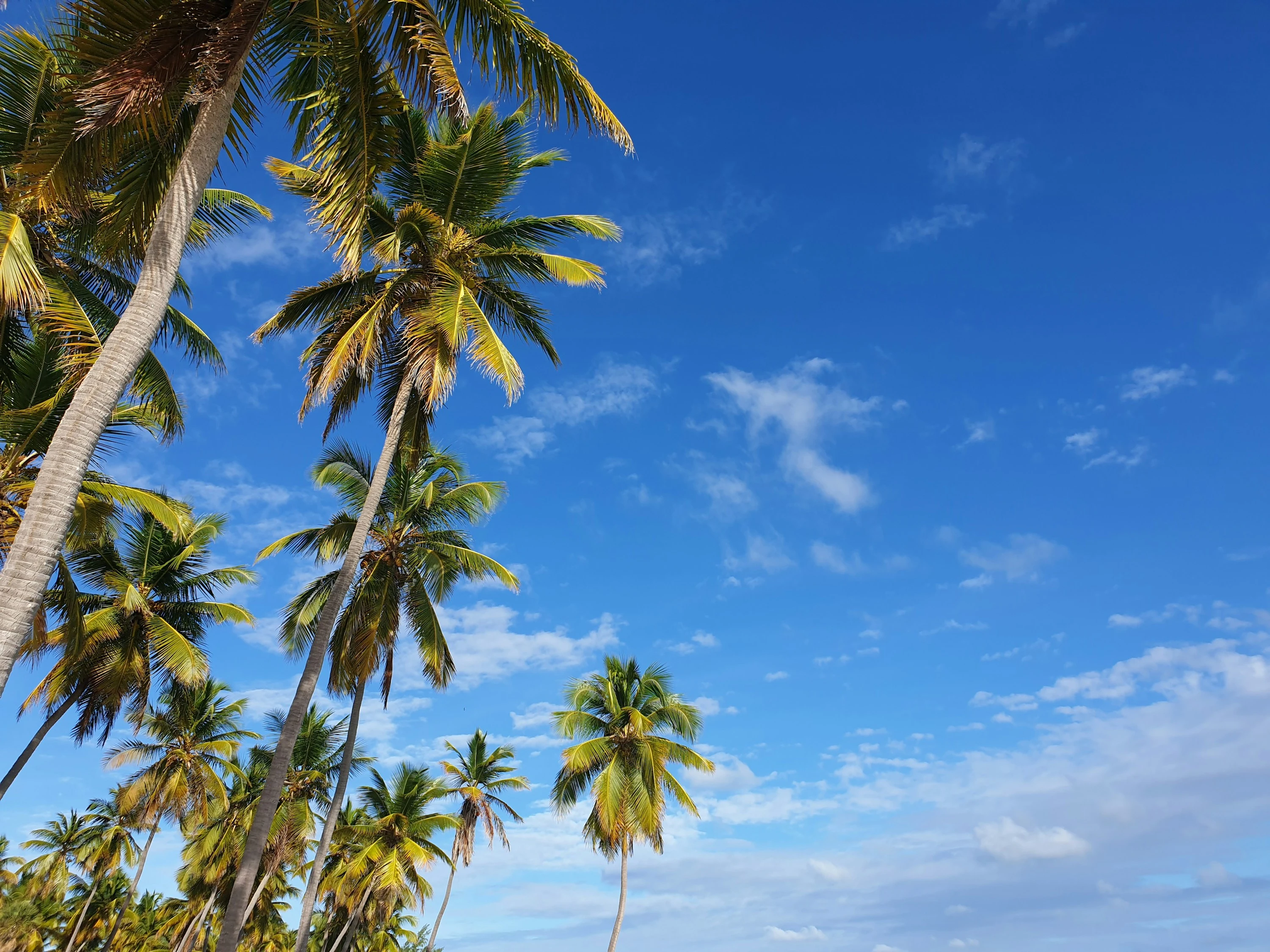 Coqueiros ensolarados de Saona emolduram um céu azul intenso com nuvens brancas esparsas.