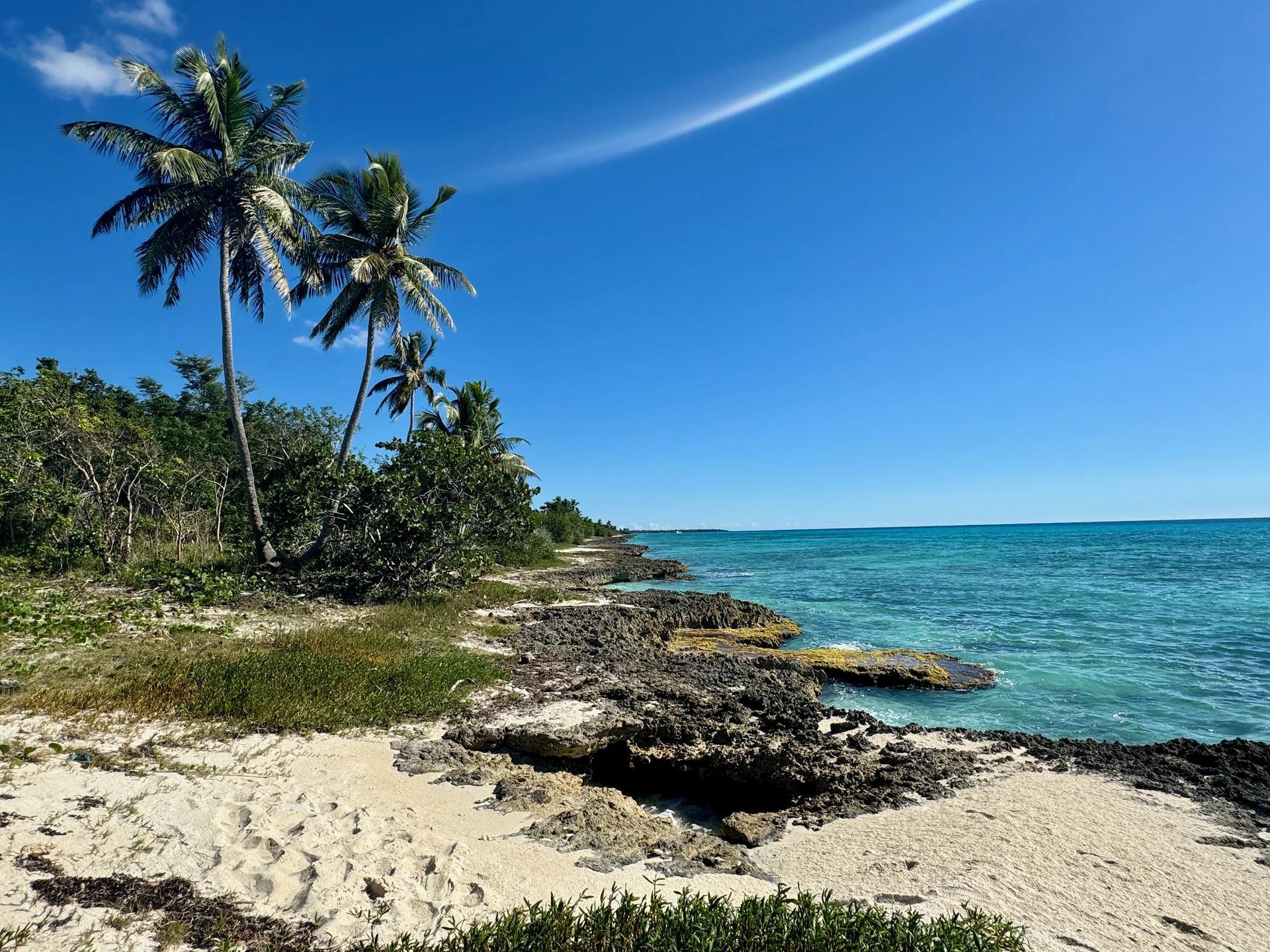 Palme da cocco accanto a sabbia chiara e una piattaforma rocciosa costiera a Saona, affacciate sul mare turchese e limpido.
