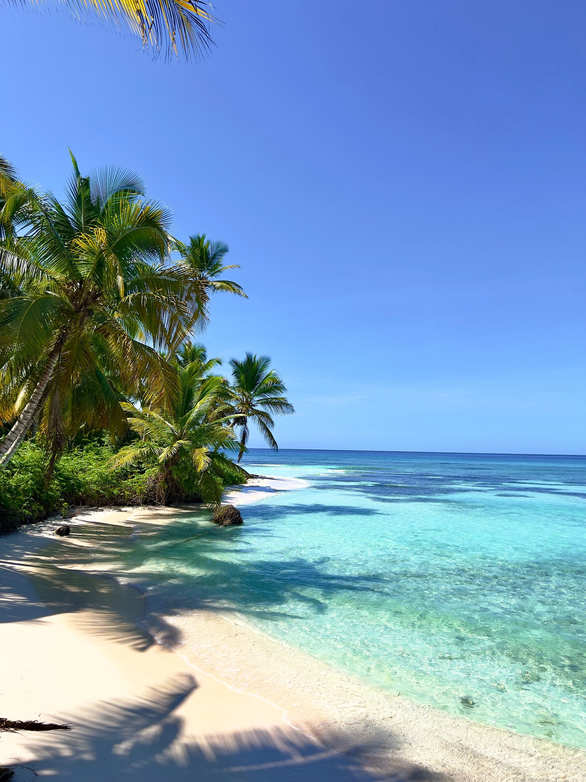Palme da cocco ombreggiano una spiaggia bianca di Saona accanto all’acqua caraibica turchese e trasparente.