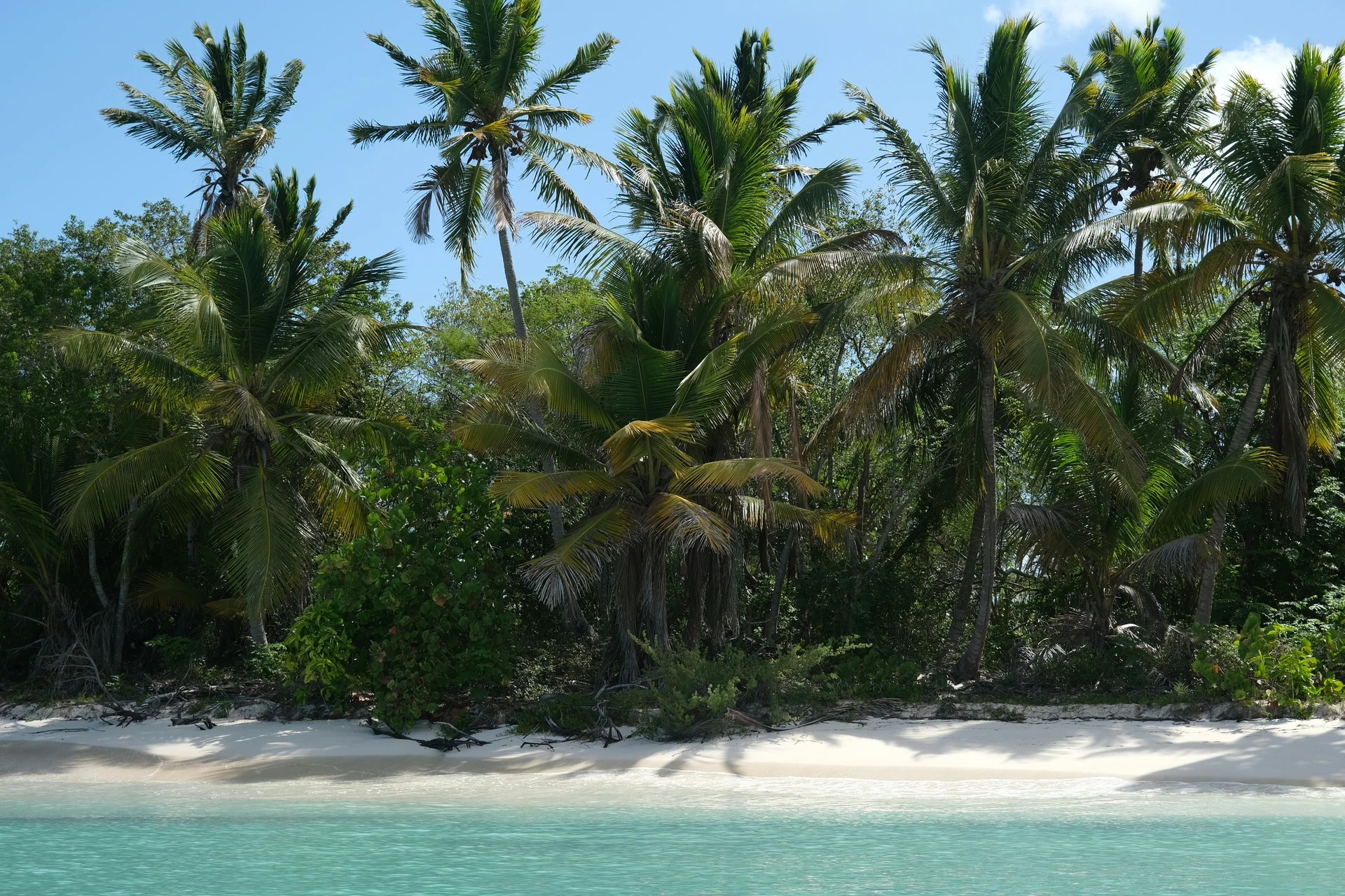 Cocoteros cubren una estrecha franja de arena blanca junto al agua turquesa transparente de la isla Saona.