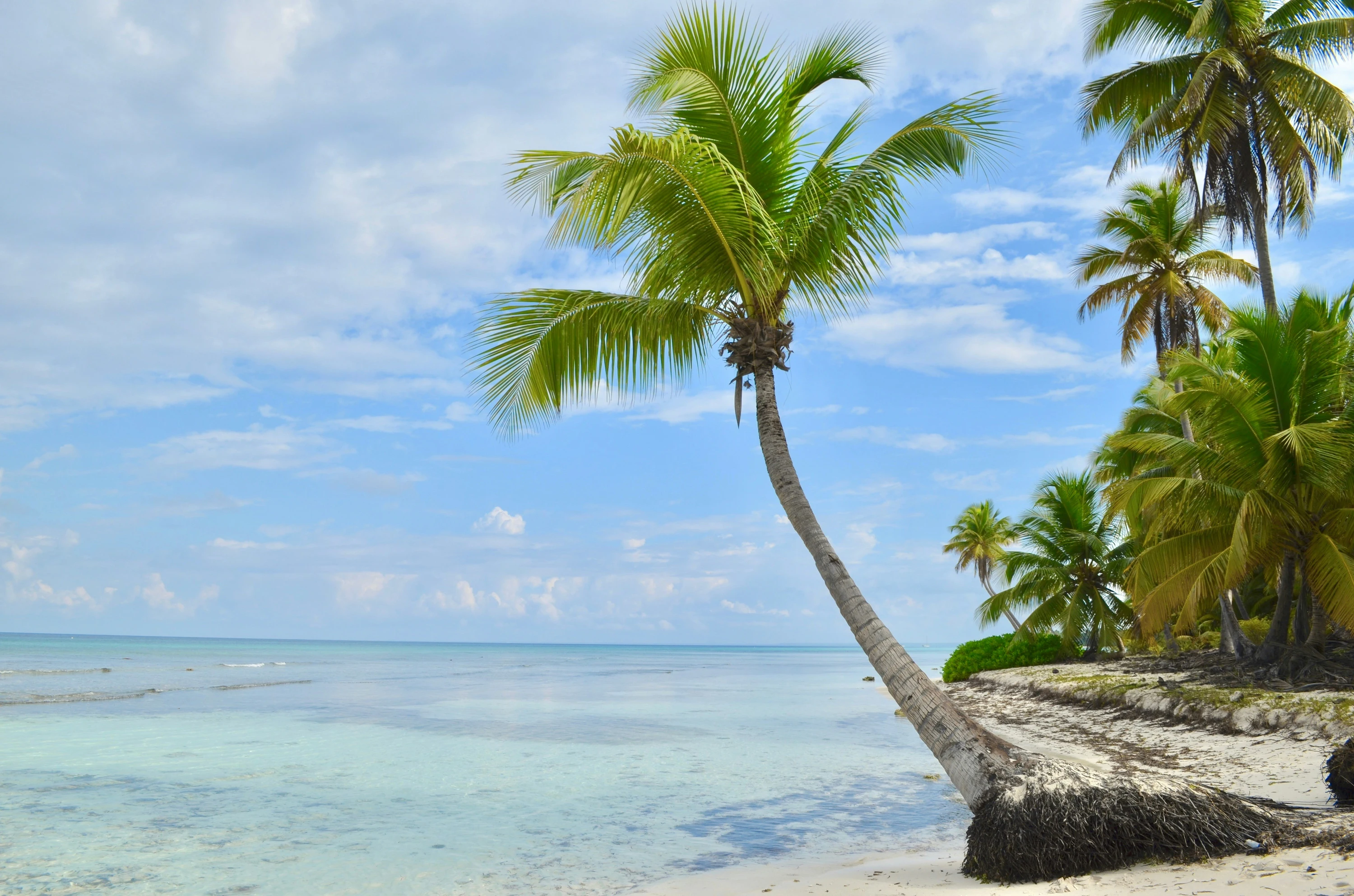 Una palma da cocco inclinata incornicia la sabbia chiara di Saona e il mare poco profondo e trasparente sotto un cielo blu.